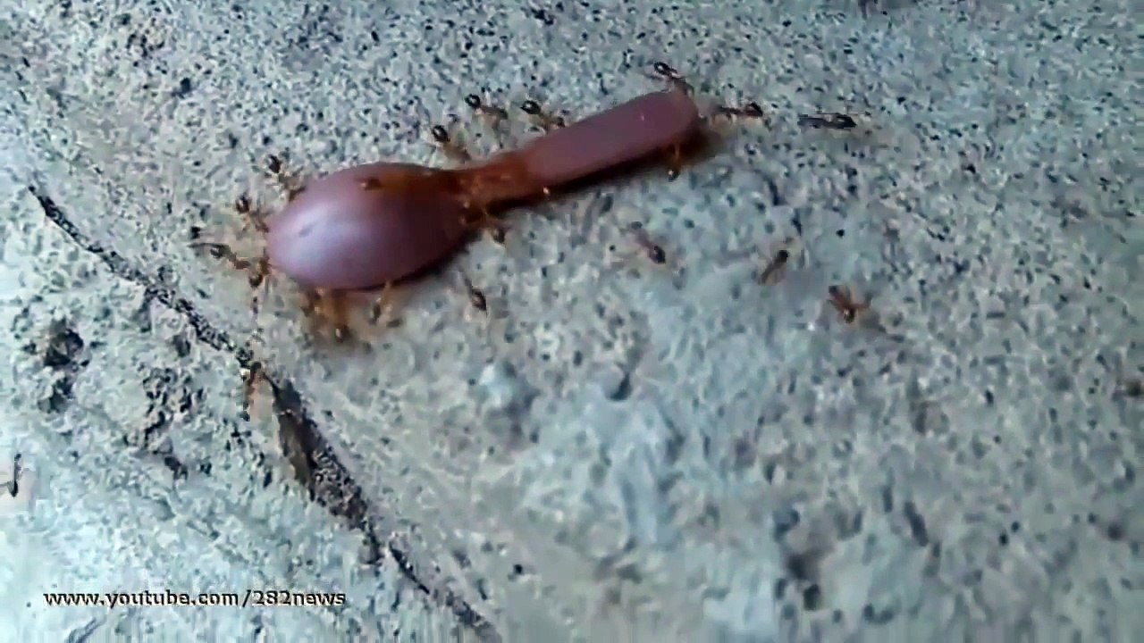 Ants stole a spoon!