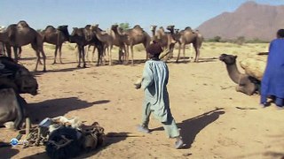 Переход через пустыню Сахара / Crossing the Great Sahara: The 800 Mile Journey of a Camel Caravan [2001, HDTVRip]