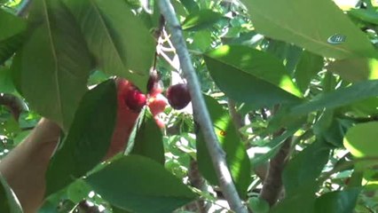 Çukurova'da Kiraz Hasadı Başladı