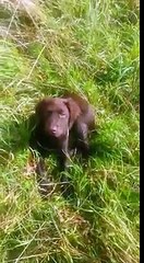 My dog getting getting  a tan