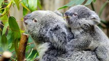 All About Koalas for Kids - Koalas for Childre
