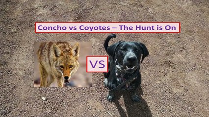 Hunting Coyotes with Catahoula Dog - The