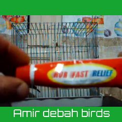 علاج مرض التنفس ( اللازم ) عند الحسون ( كناري. ميلي.بيريش )  asmathique مع Amir debah