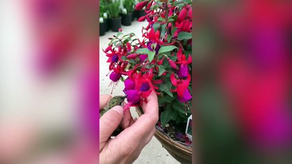 Une jeune femme aide un colibri blessé à butiner les fleurs !