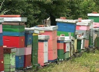 Pčelar iz Male Jasikove, 11. jun 2017. (RTV Bor)