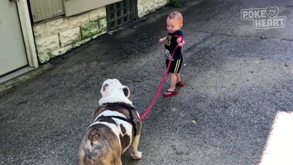 Baby Tries to Take Bulldog on Walk - Daily Heart Beat