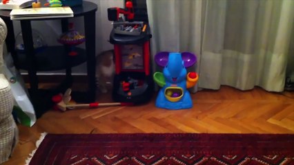 Cat Goes 'Boink' - Sneaky Kitty Vs Puppy