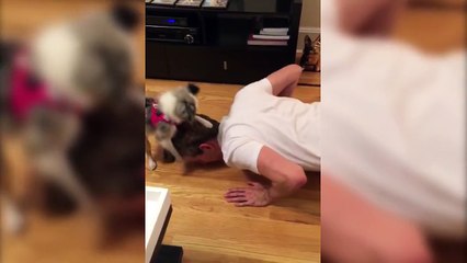 Puppy Wants to Workout Too - Pesky Workout Partner