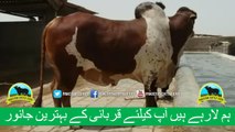 386 || Cow Qurbani for eiduladha || Karachi Sohrab Goth || Cow Mandi