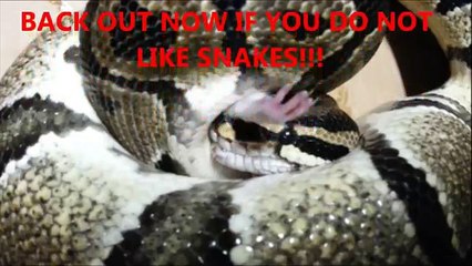 Adult Python Eating 3 Rats Second Rat Still Alive