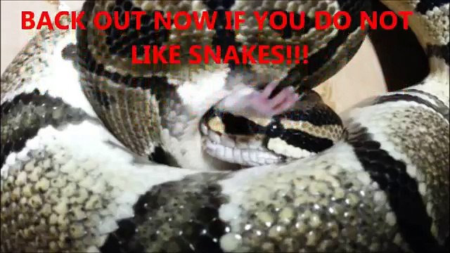 Adult Python Eating 3 Rats Second Rat Still Alive
