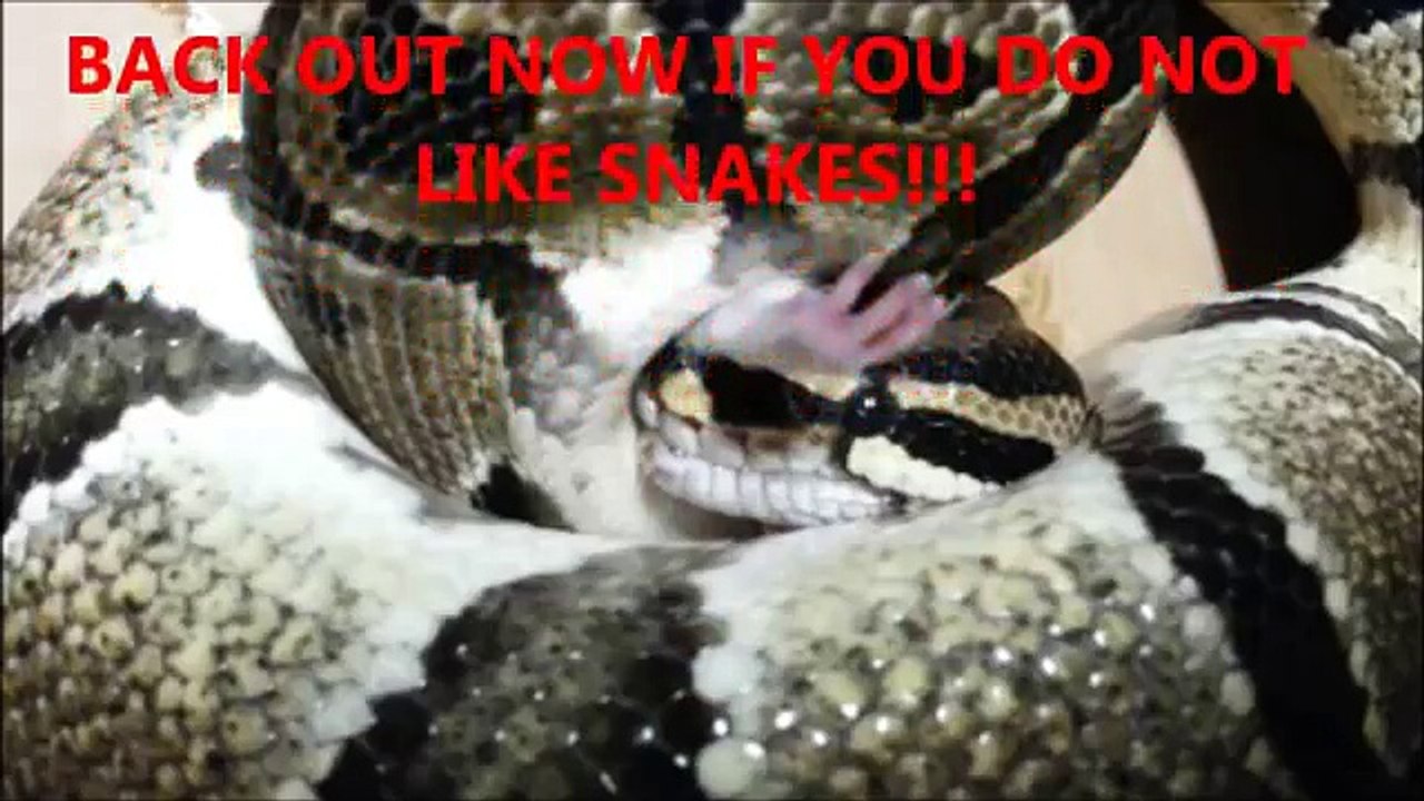 Adult Python Eating 3 Rats Second Rat Still Alive