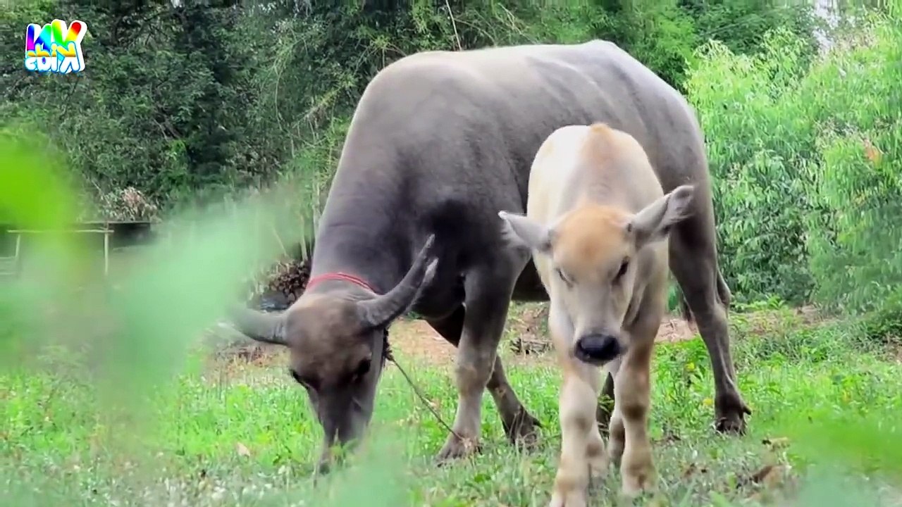 Ai cũng yêu chú mèo Chú mèo con bé Xuân Mai Nhạc thiếu nhi vui nhộn sôi động