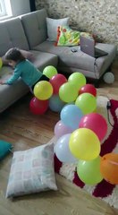 En Tatlı Bebekler (Yaramaz Çocuk)