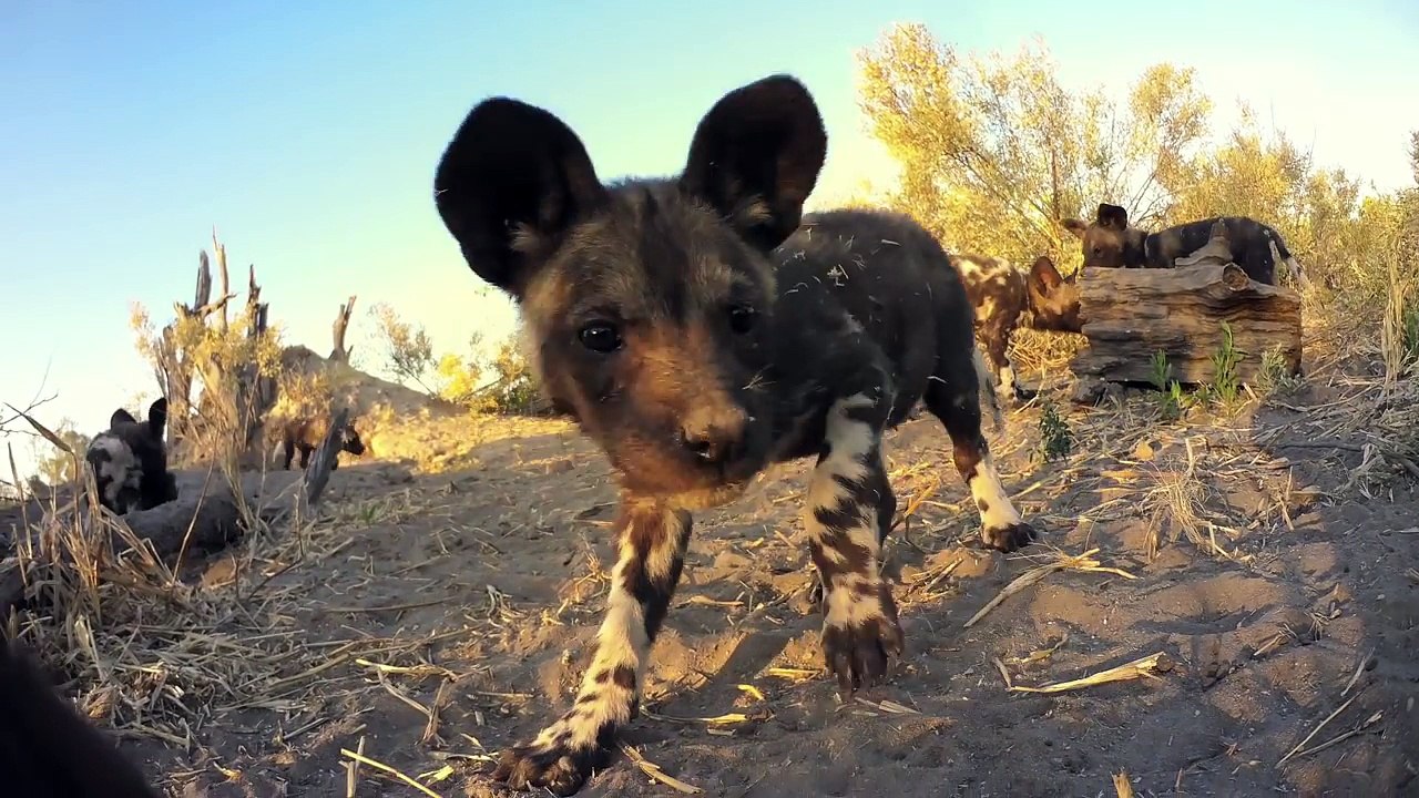 Robot chien abandonné au milieu de chiens sauvages...