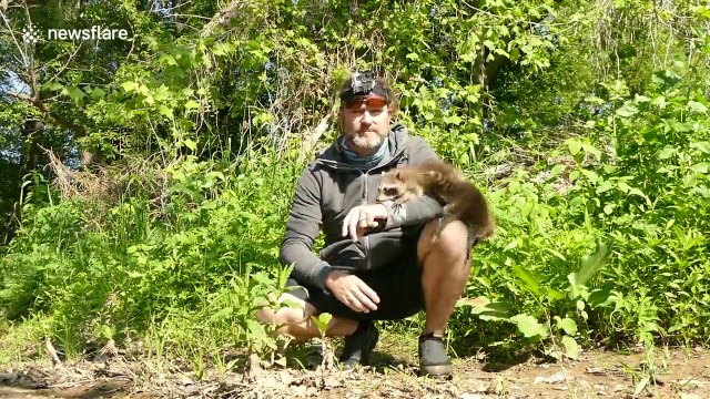 Cet homme attire les ratons laveurs qui lui grimpent dessus !