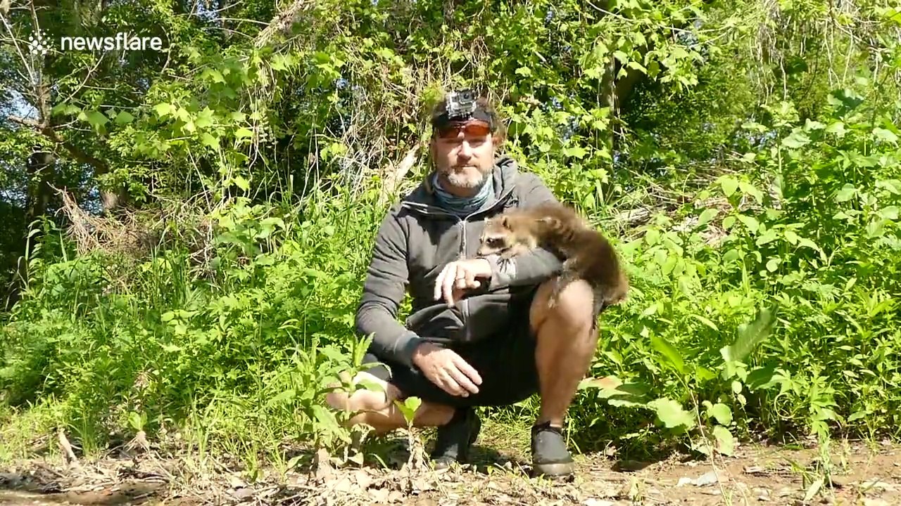 Cet homme attire les ratons laveurs qui lui grimpent dessus !