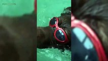 LABRADORS ARE AWESOME 2017   [Funny Pets]