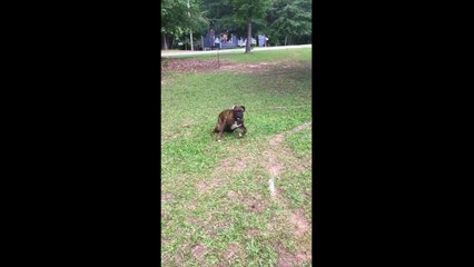 Ce chien... se jette sur une voiture et s'assomme !!