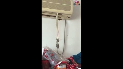 En Chine,un serpent pendant d'un climatiseur attrape une souris