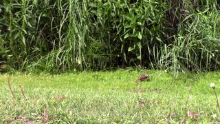 du grand vent et des oiseaux