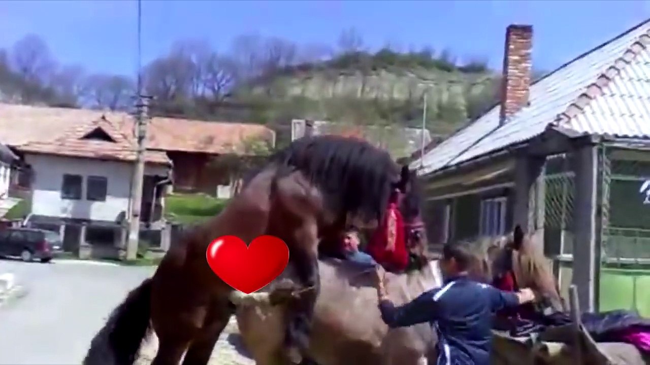 Potro Mutante Potencia de Potro Crianza Potro Jugando Entrenamiento con Vacas y Toros Competiciones