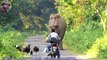 Elephant Suddenly Appeared In Front of a Biker