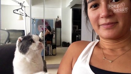 Cute Cat Wants Attention - Daily Heart Beat