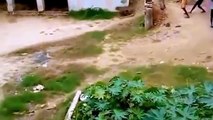 Man VS Tiger Tiger Attacks and Kill Man - Lion Attacks Human 2017
