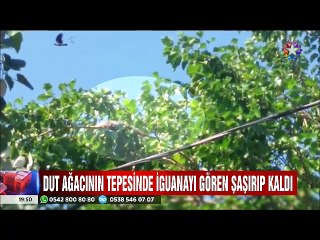 Dut ağacının tepesinde İguanayı görenler şaşkınlıktan dona kaldı