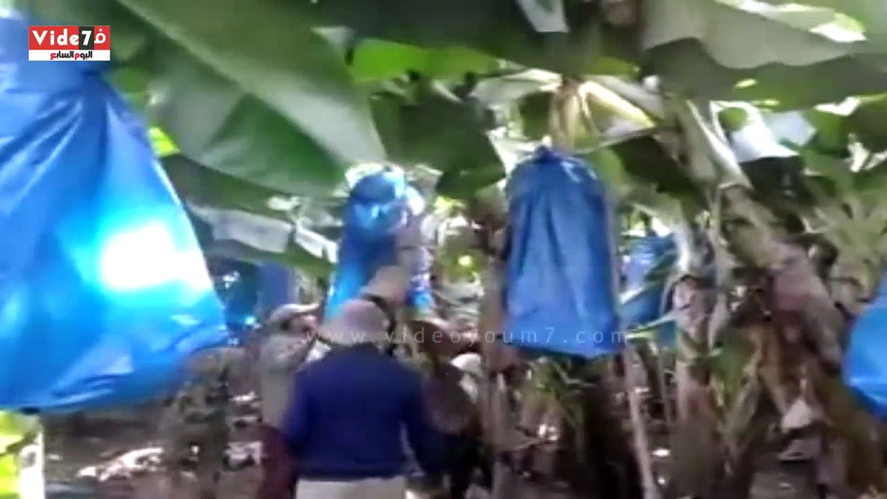 جزيرة الموز بدمياط محمية طبيعية مهددة بالاندثار