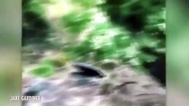 Ekspertët kërkojnë kujdes ndaj kësaj gjallese të frikshme