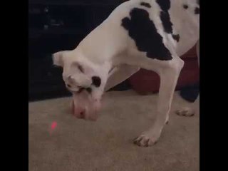 Great Dane vs. Laser Pointer