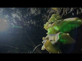 Ghost Fungus Glows Bright at the Ocean Grove Nature Reserve