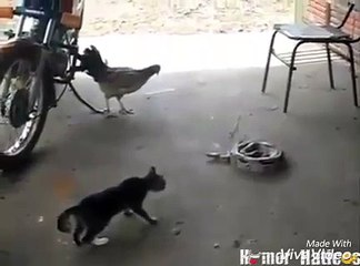 Quem é mais Corajoso? O Gato ou a Galinha?