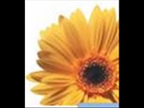 Moi et mes frères et soeurs sur le net