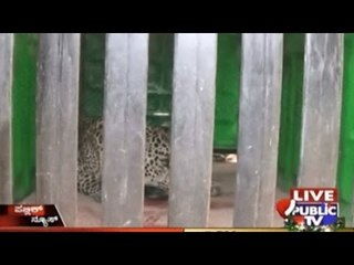Nelamangala: Leopard Hiding In The Bathroom Of A House Captured