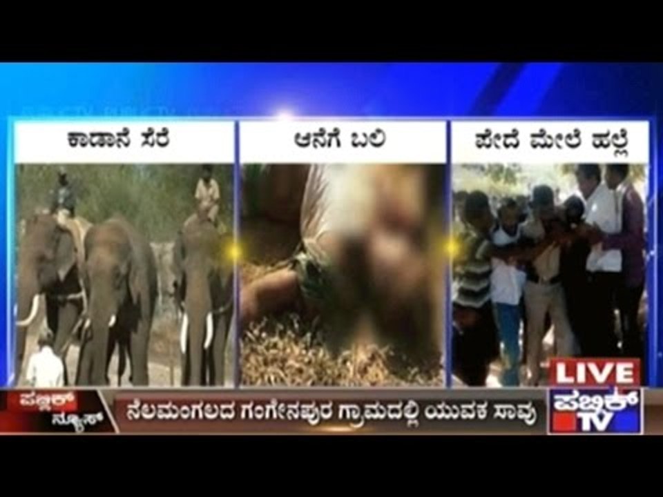 2 Wild Elephants Caught By Forest Officers With Dasara Elephants' Help