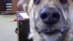FUNNY VIDEO! Talking Dog Teased With Food!
