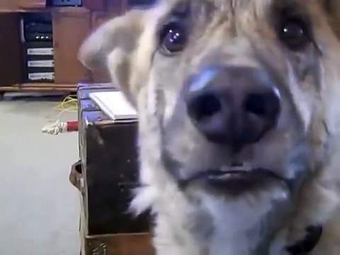 FUNNY VIDEO! Talking Dog Teased With Food!