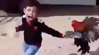 Boy picks the Wrong Rooster to Mess With