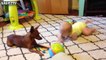 Cute Dogs and Babies Crawling Together - Adorable babies