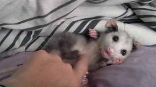 Cute Baby Opossum Loves to get Her Belly Rubbed