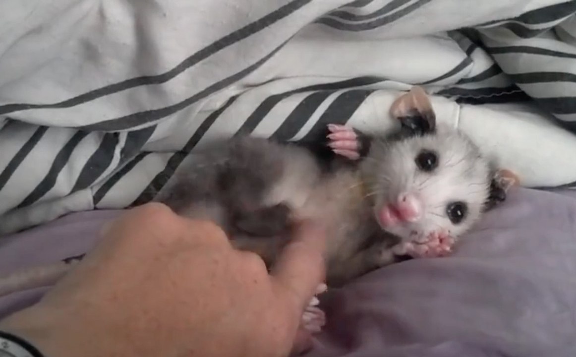 Cute Baby Opossum Loves to get Her Belly Rubbed