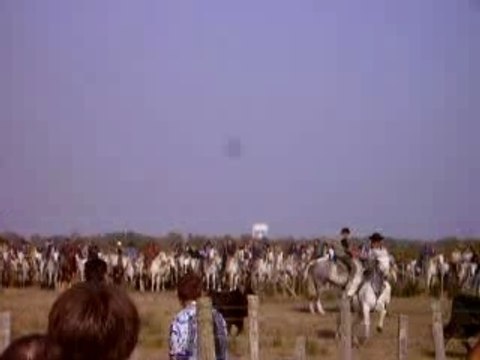 tri taureau aigues mortes