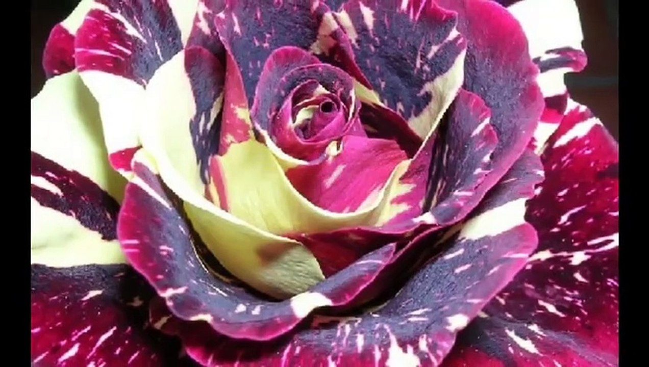 Yvonne schatzn daannnn