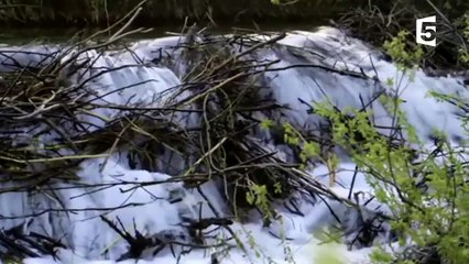 Le castor transforme complètement le