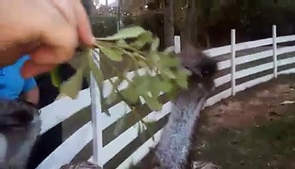 Ostrich of my friend amazing birds...