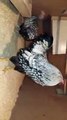 Silver Laced Chickens..beautiful pair...