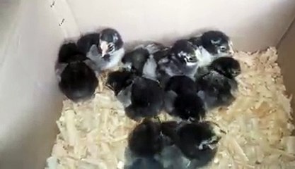 #Silver #Laced #Wyandotte Chicks...